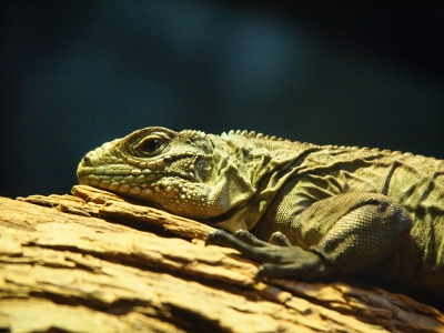 [Green lizard with its head lying flat on a piece of wood.]